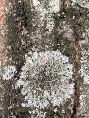 Phaeophyscia orbicularis