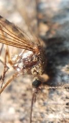 Aedes communis