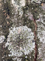 Phaeophyscia orbicularis