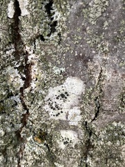 Lecidella elaeochroma