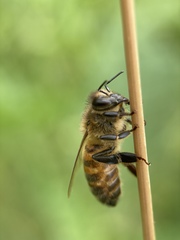 Apis mellifera
