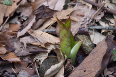 Angiospermae