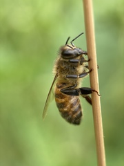 Apis mellifera