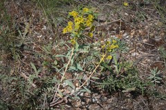 Euphorbia macroclada
