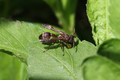 Ropalidia hongkongensis