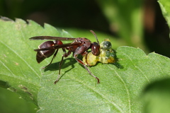 Ropalidia hongkongensis