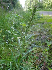 Omalotheca sylvatica