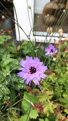 Catananche