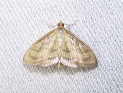 Crocidophora tuberculalis