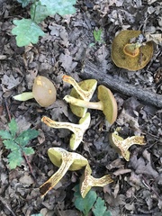 Hortiboletus engelii