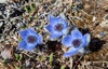 Porcupine River Thimbleweed - Photo (c) slobirdr, some rights reserved (CC BY-SA), uploaded by slobirdr