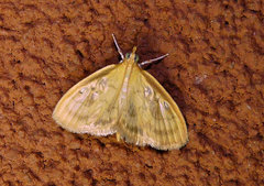 Crocidophora tuberculalis