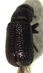 Stenoscelis hylastoides