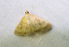 Crocidophora tuberculalis