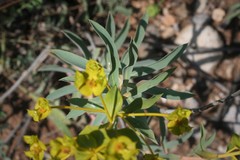Euphorbia macroclada