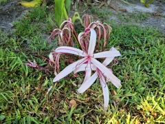 Crinum × amabile
