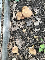 Hortiboletus engelii