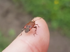 Deraeocoris olivaceus