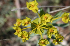 Euphorbia macroclada