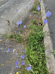 Cichorium intybus