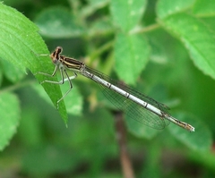 Platycnemis pennipes