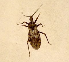 Panstrongylus geniculatus