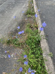 Cichorium intybus