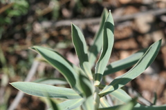 Euphorbia macroclada