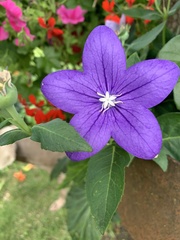 Platycodon