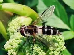 Leucozona laternaria
