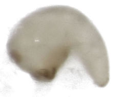 Stenoscelis hylastoides