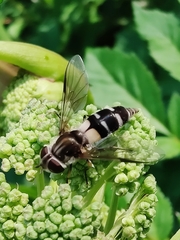 Leucozona laternaria
