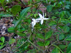 Bouvardia longiflora