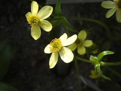 Anemonastrum coelestinum