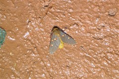 Balacra flavimacula
