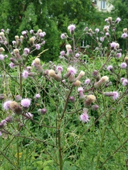Cirsium arvense