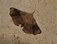 Esthlodora versicolor