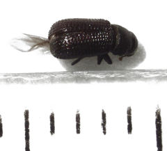 Stenoscelis hylastoides