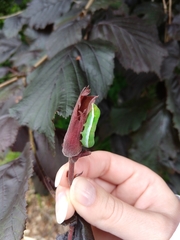 Orthosia gothica