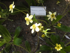 Anemonastrum coelestinum