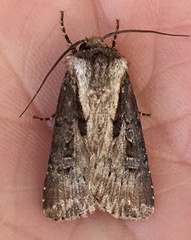 Agrotis vancouverensis