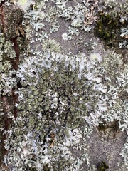 Phaeophyscia orbicularis