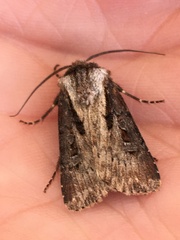 Agrotis vancouverensis