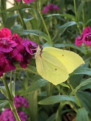 Gonepteryx rhamni