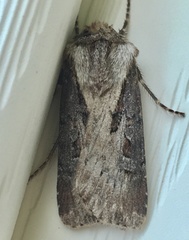 Agrotis vancouverensis