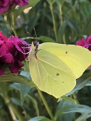 Gonepteryx rhamni
