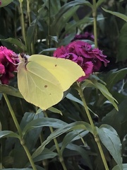 Gonepteryx rhamni
