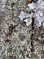 Lecidella elaeochroma