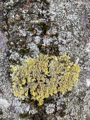 Xanthoria parietina