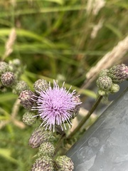 Cirsium arvense